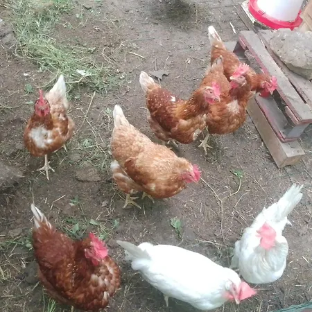 Aitzkorri Проживание в семье *